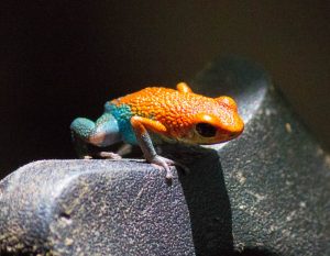 poison dart frog